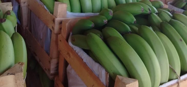 Fertilizantes BIOMACRO recuperam produção de banana